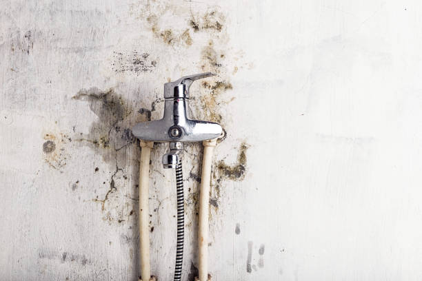 Best DIY Mold Remediation Support Services in Hoer, OK