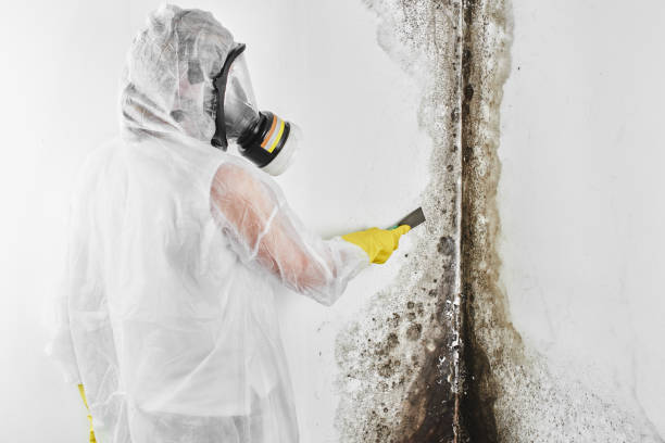 Best Residential Mold Remediation in Hoer, OK