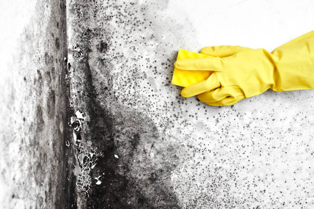 Trusted Hooker, OK Mold Remediation Experts