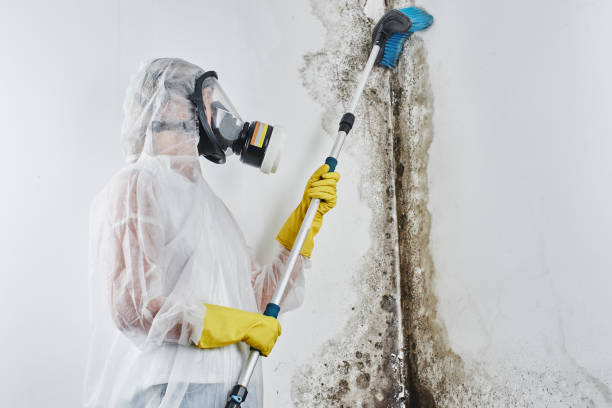 Best White Mold Remediation in Hoer, OK