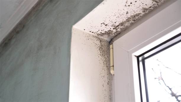Best Kitchen Mold Remediation in Hoer, OK