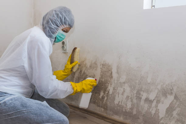 Best Commercial Mold Remediation in Hoer, OK