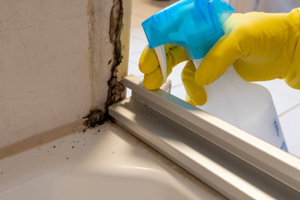 Best Bathroom Mold Remediation in Hoer, OK
