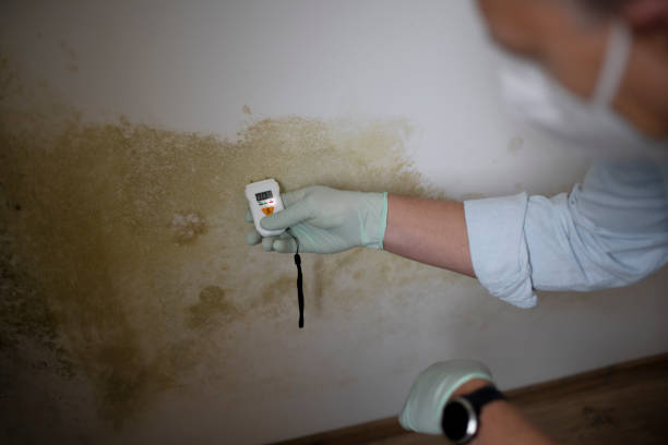 Best Preventive Mold Services in Hoer, OK