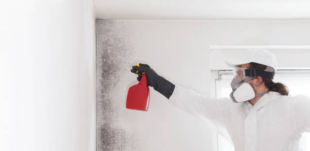 Best DIY Mold Remediation Support Services in Hoer, OK