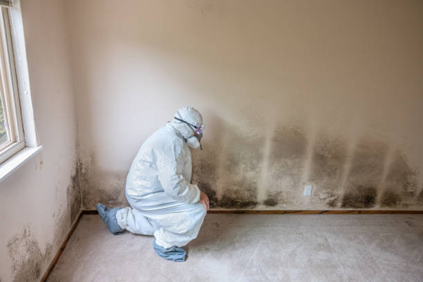 Best Post-Flood Mold Remediation in Hoer, OK