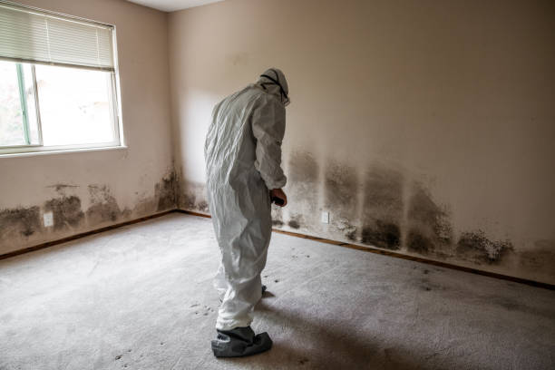 Best Localized Mold Remediation (e.g., coastal areas, humid climates) in Hoer, OK