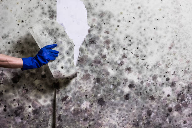 Best Mold Remediation for Schools in Hoer, OK